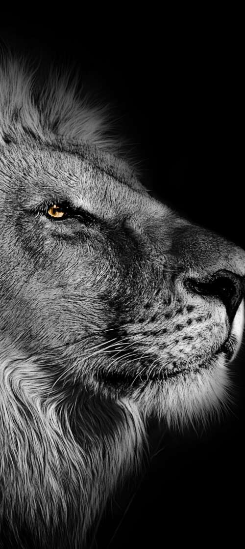 Close-up portrait of an African lion with a detailed mane against a black background. Oukitel C65 background images hd