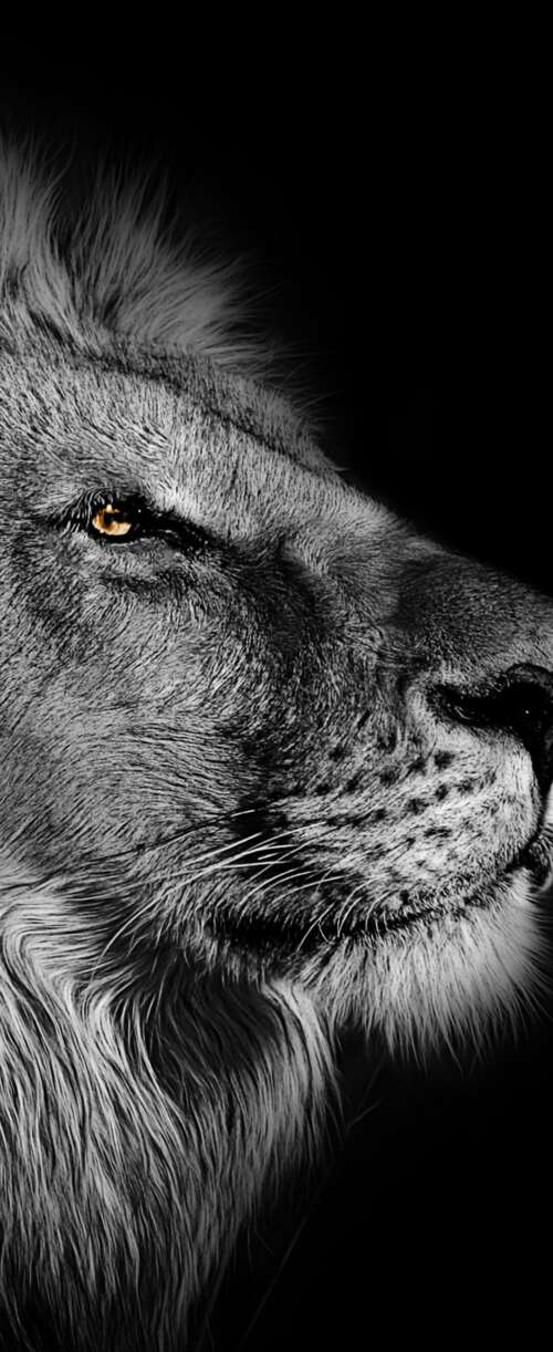 Close-up portrait of an African lion with a detailed mane against a black background. Samsung Galaxy Z Flip7 FE free background