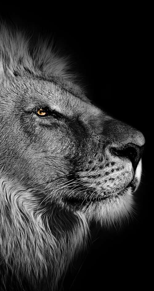 Close-up portrait of an African lion with a detailed mane against a black background. Sharp Aquos C10 high definition wallpaper