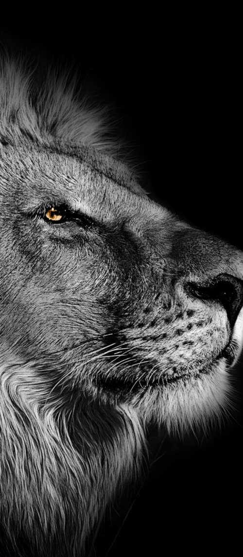 Close-up portrait of an African lion with a detailed mane against a black background. Xiaomi Redmi 14C 5G cell phone backgrounds free