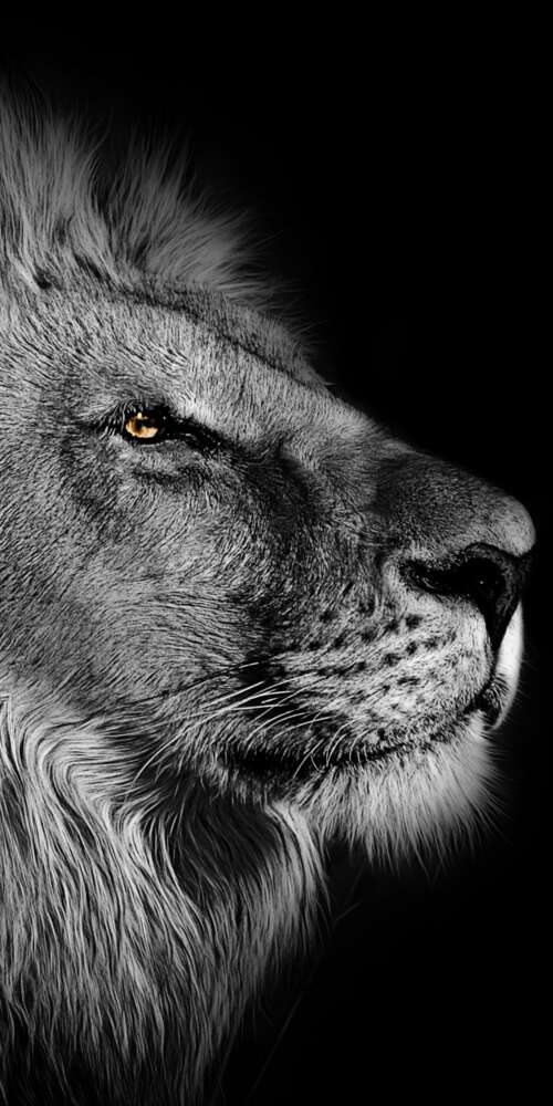 Close-up portrait of an African lion with a detailed mane against a black background. Ulefone Rugking 2 Pro wallpaper download
