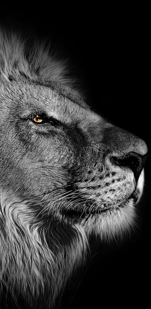 Close-up portrait of an African lion with a detailed mane against a black background. Huawei Mate 30 Pro high definition wallpaper