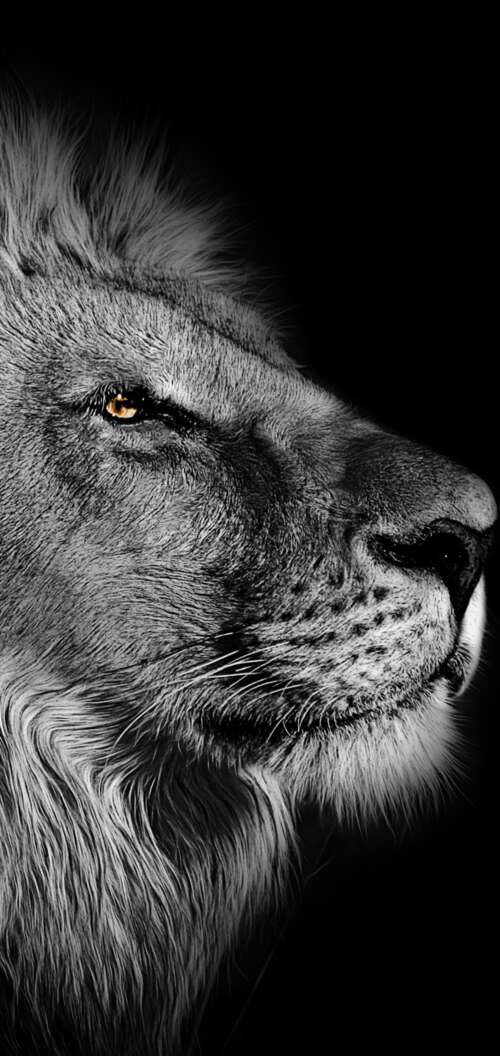 Close-up portrait of an African lion with a detailed mane against a black background. Oppo A6 background images hd