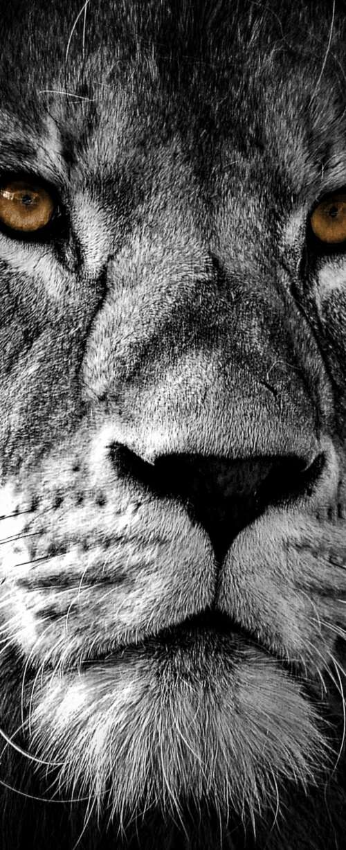 A high-contrast, close-up portrait of a lion's face featuring intense eyes and a... wallpaper