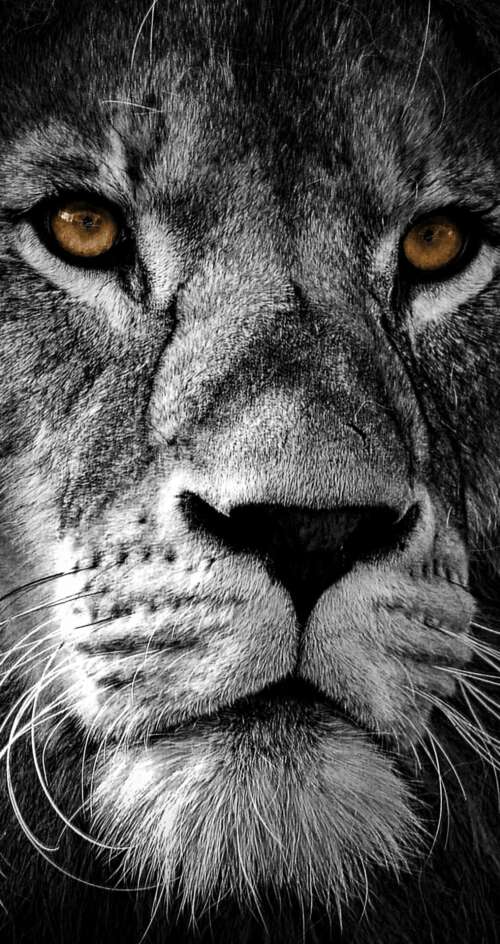 A high-contrast, close-up portrait of a lion's face featuring intense eyes and a... Sharp Aquos C10 download free phone wallpaper