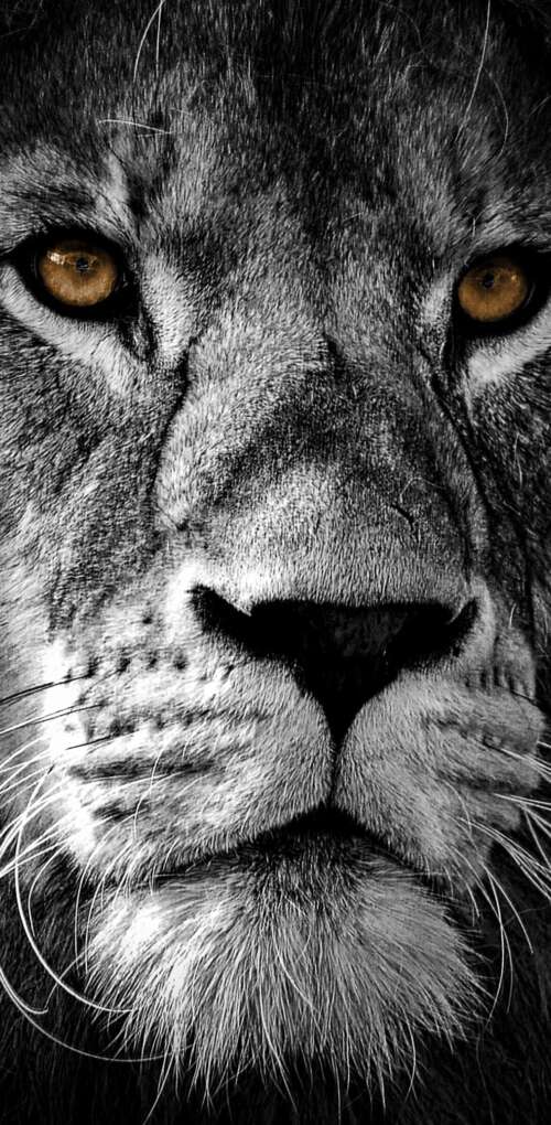 A high-contrast, close-up portrait of a lion's face featuring intense eyes and a... Huawei Mate 30 Pro download free phone wallpaper