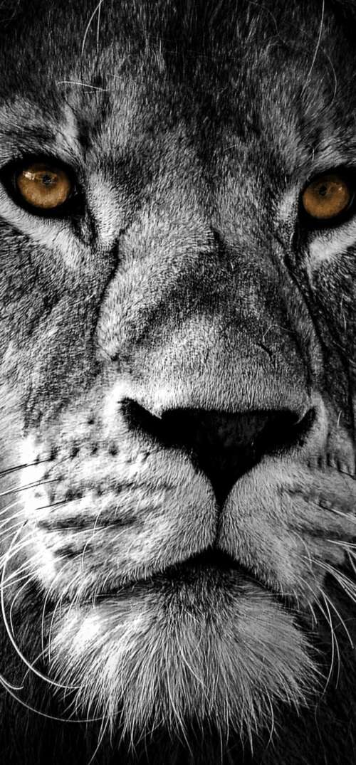 A high-contrast, close-up portrait of a lion's face featuring intense eyes and a... UmiDigi Umidigi X download free phone wallpaper