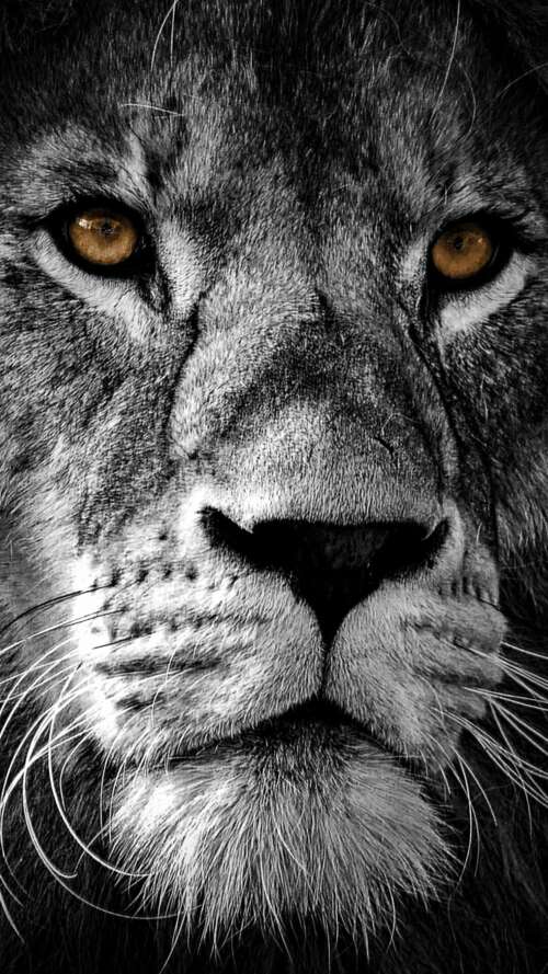 A high-contrast, close-up portrait of a lion's face featuring intense eyes and a... Apple iPhone SE 2022 download free wallpaper for phone