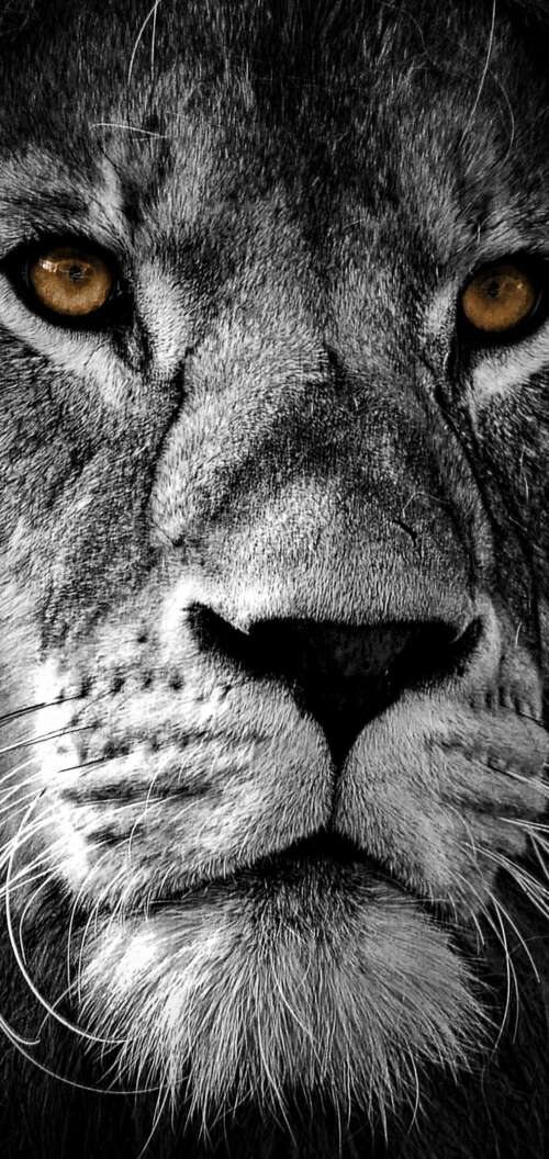 A high-contrast, close-up portrait of a lion's face featuring intense eyes and a... Oppo A6 lock screen wallpaper