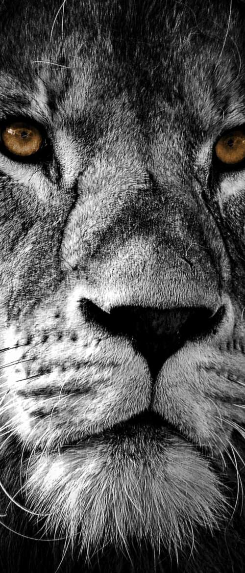 A high-contrast, close-up portrait of a lion's face featuring intense eyes and a... Samsung Galaxy Z TriFold wallpaper download