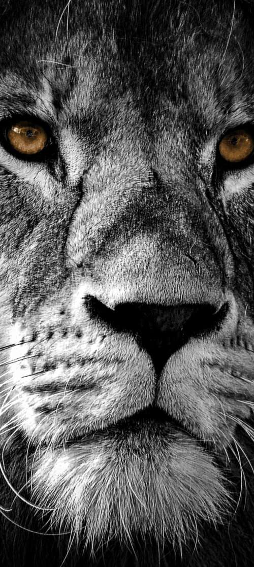 A high-contrast, close-up portrait of a lion's face featuring intense eyes and a... Oukitel C65 lock screen wallpaper