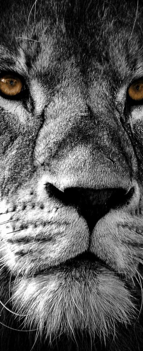 A high-contrast, close-up portrait of a lion's face featuring intense eyes and a... Samsung Galaxy Z Flip7 FE mobile wallpaper