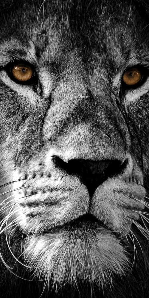 A high-contrast, close-up portrait of a lion's face featuring intense eyes and a... Ulefone Rugking 2 Pro wallpaper photo gallery download