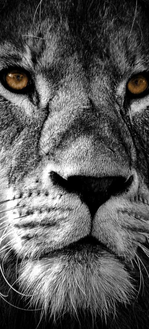 A high-contrast, close-up portrait of a lion's face featuring intense eyes and a... Honor Power2 hand phone wallpaper