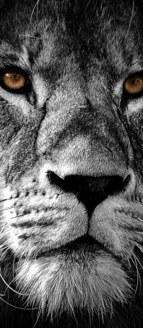 A high-contrast, close-up portrait of a lion's face featuring intense eyes and a... Xiaomi Redmi 14C 5G free background