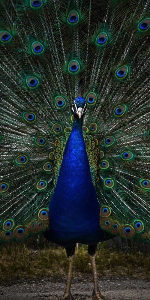 A detailed, dark-toned close-up of a peacock with vibrant blue and green feathers... free wallpaper