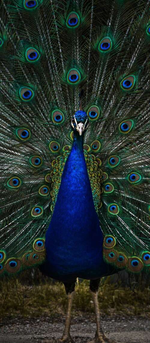 A detailed, dark-toned close-up of a peacock with vibrant blue and green feathers... Oukitel WP56 mobile wallpaper
