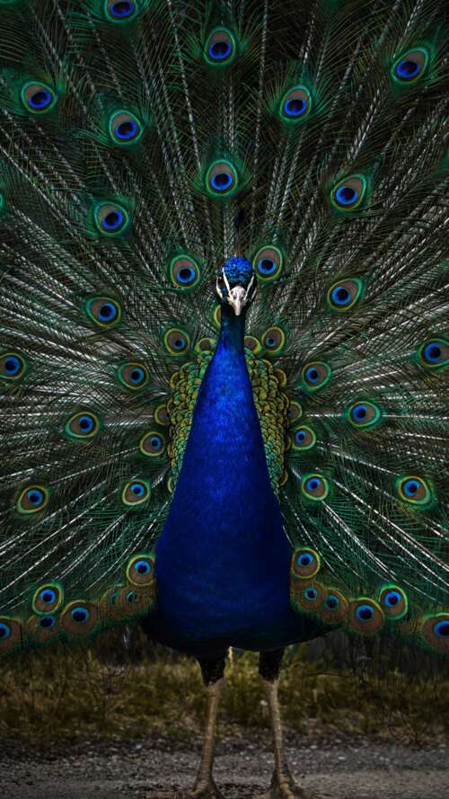 A detailed, dark-toned close-up of a peacock with vibrant blue and green feathers... Apple iPhone SE 2022