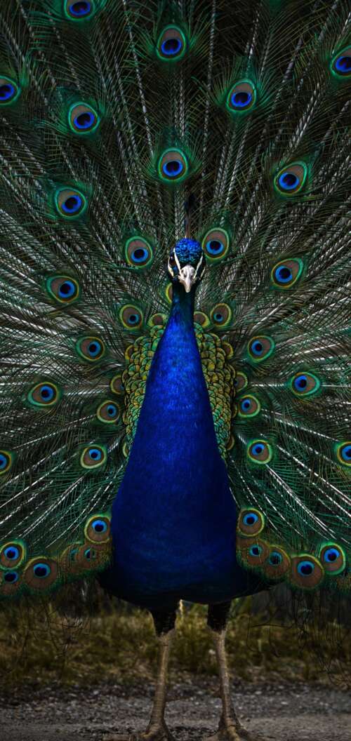 A detailed, dark-toned close-up of a peacock with vibrant blue and green feathers... Oppo A6 wallpapers for android