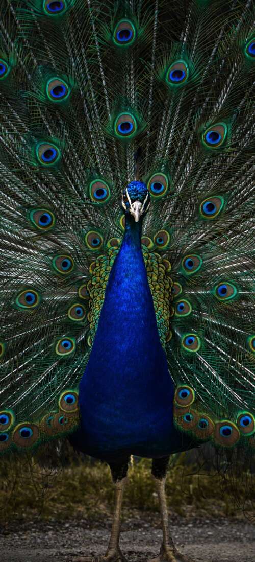 A detailed, dark-toned close-up of a peacock with vibrant blue and green feathers... Honor Power2 cell phone backgrounds free