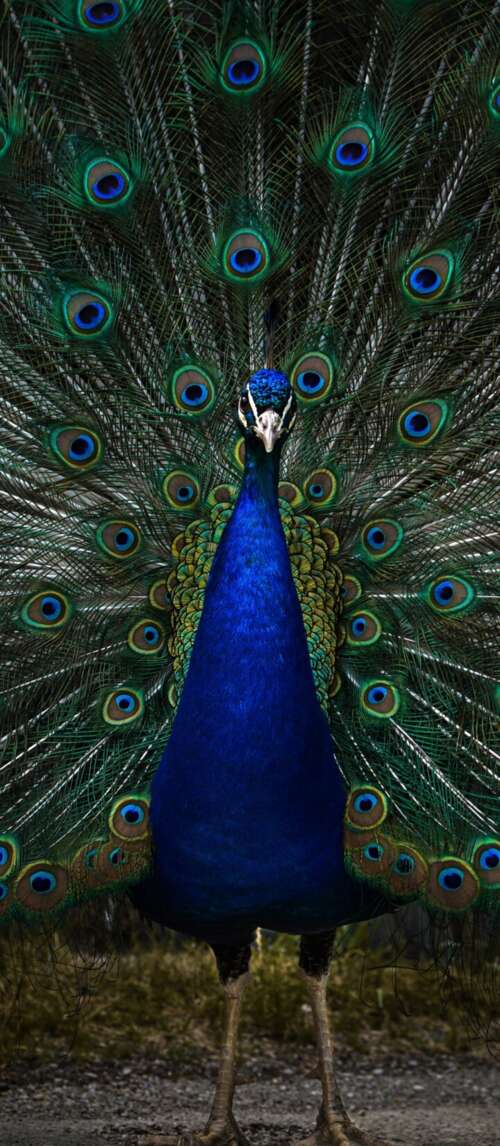 A detailed, dark-toned close-up of a peacock with vibrant blue and green feathers... Xiaomi Redmi 14C 5G background images hd