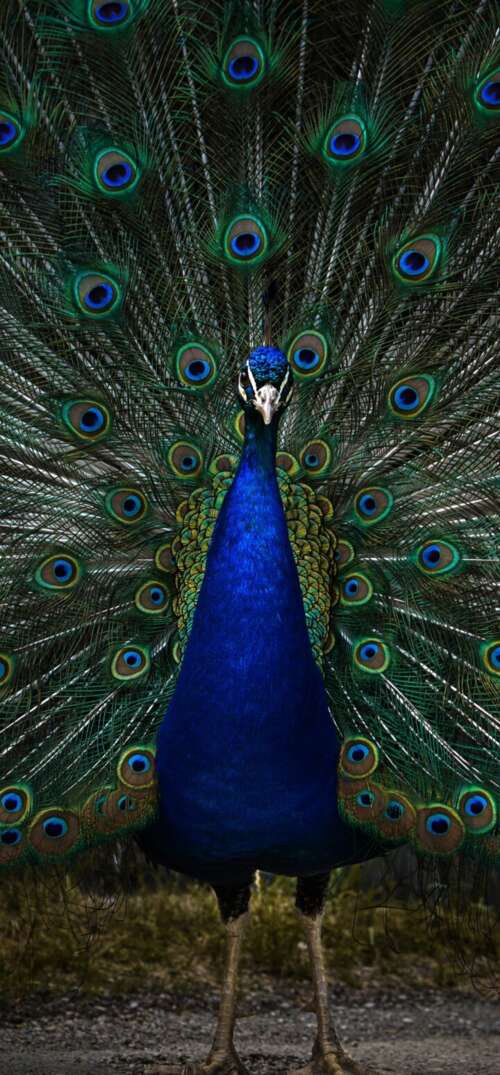 A detailed, dark-toned close-up of a peacock with vibrant blue and green feathers... UmiDigi Umidigi X mobile wallpaper