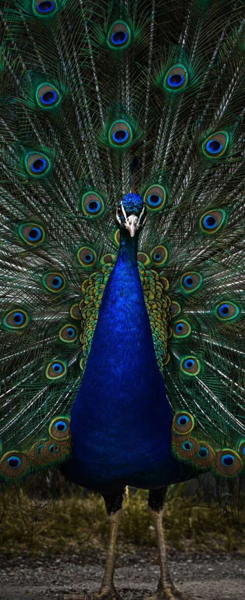 A detailed, dark-toned close-up of a peacock with vibrant blue and green feathers... Samsung Galaxy Z Flip7 FE lock screen wallpaper
