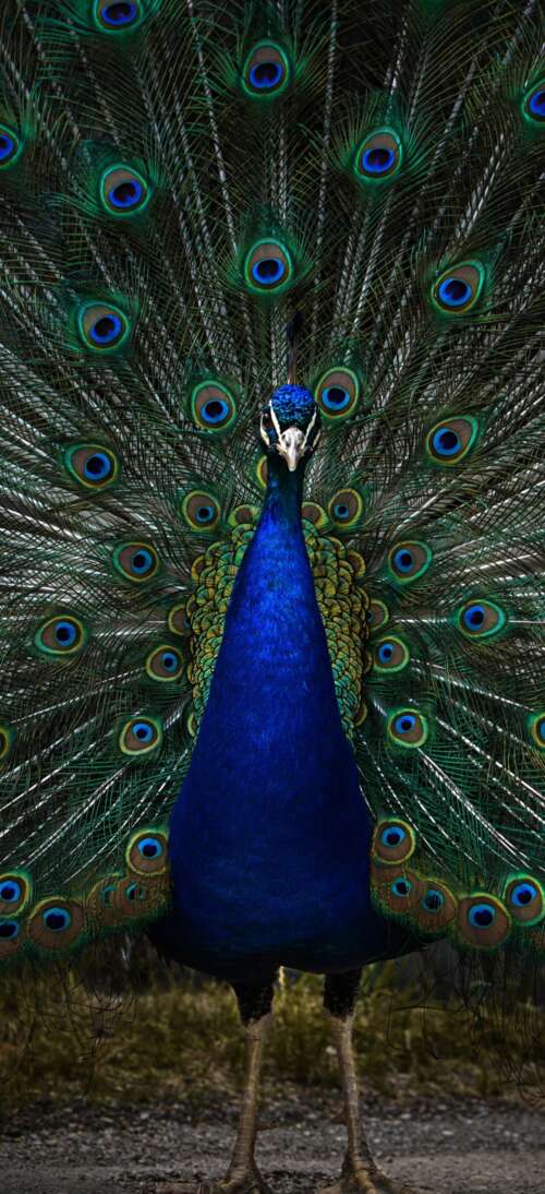 A detailed, dark-toned close-up of a peacock with vibrant blue and green feathers... Oppo A6 GT background images hd