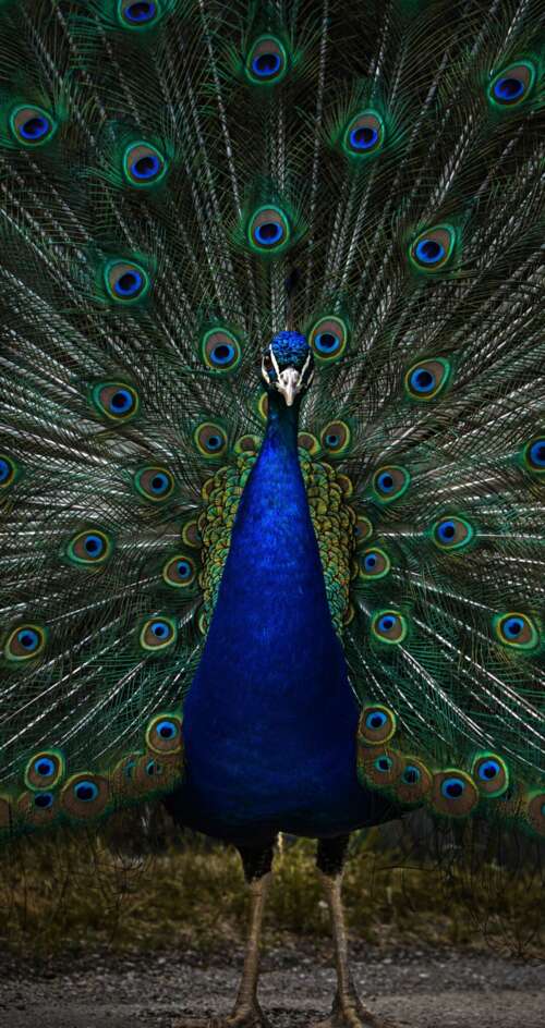 A detailed, dark-toned close-up of a peacock with vibrant blue and green feathers... Sharp Aquos C10 mobile wallpaper