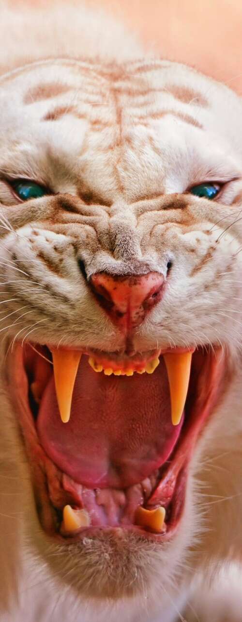 Close-up of a roaring white tiger with piercing blue eyes and dark stripes cell phone backgrounds free