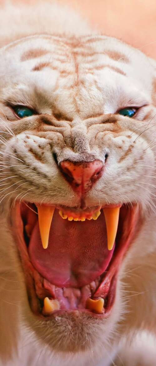 Close-up of a roaring white tiger with piercing blue eyes and dark stripes nubia Flip 3 pictures for wallpaper