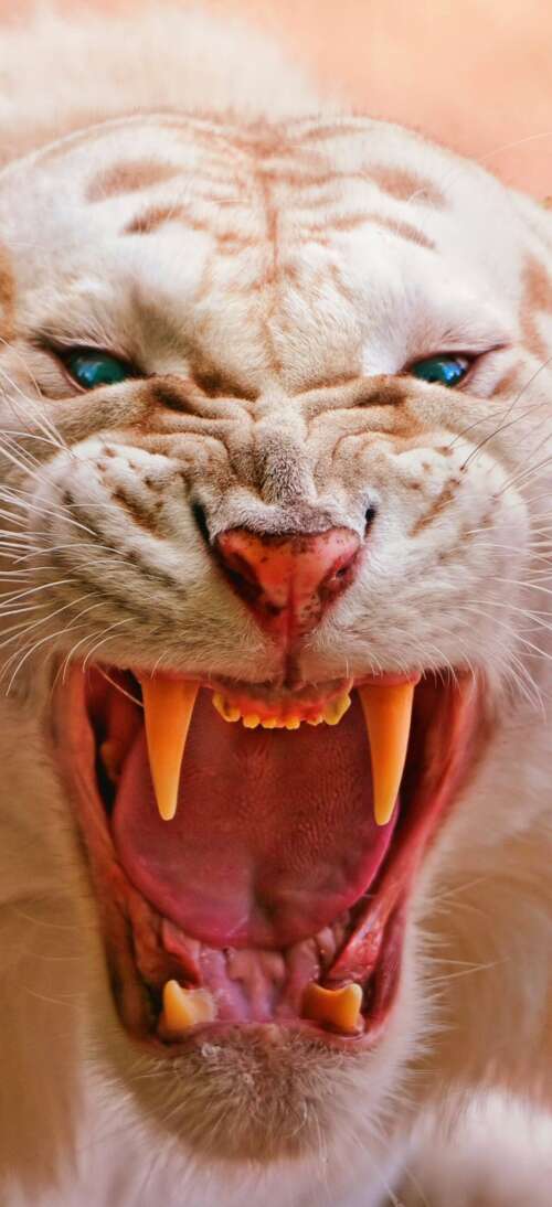 Close-up of a roaring white tiger with piercing blue eyes and dark stripes Oppo A6 GT wallpaper photo gallery download