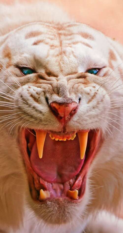 Close-up of a roaring white tiger with piercing blue eyes and dark stripes Sharp Aquos C10 cell phone backgrounds free