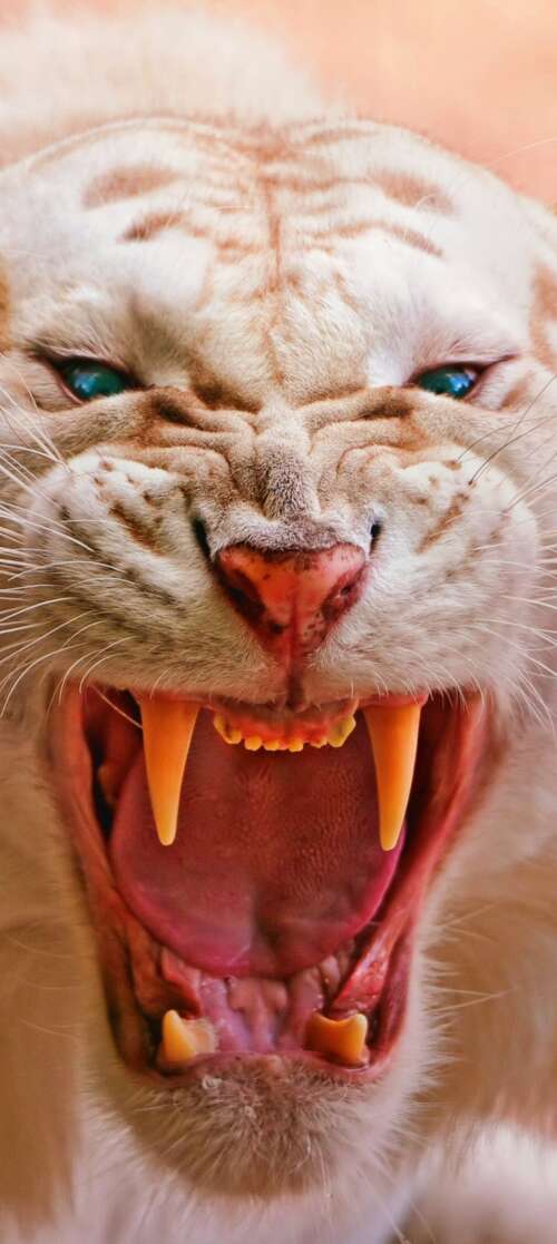 Close-up of a roaring white tiger with piercing blue eyes and dark stripes Oukitel WP66 hand phone wallpaper