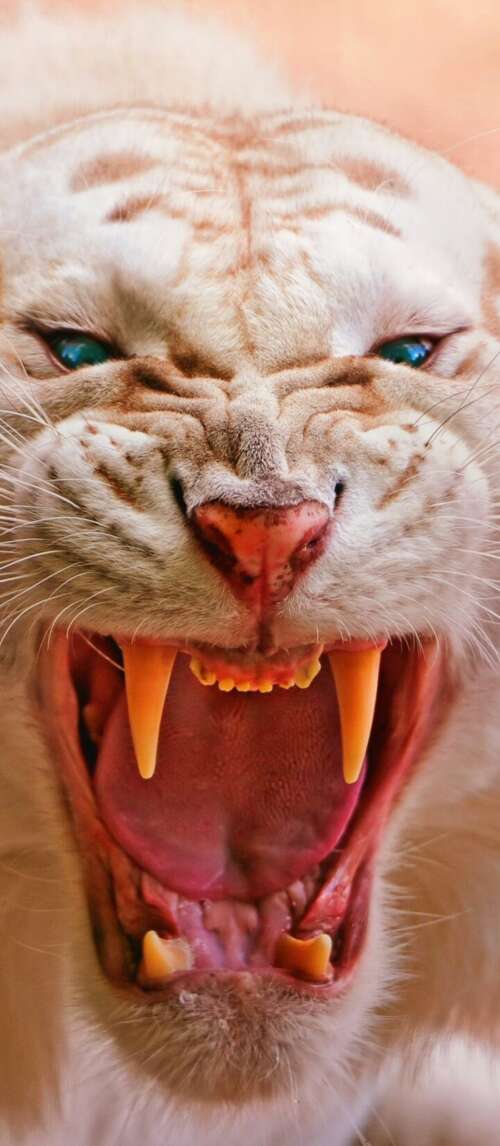 Close-up of a roaring white tiger with piercing blue eyes and dark stripes Xiaomi Redmi 14C 5G wallpaper photo gallery download