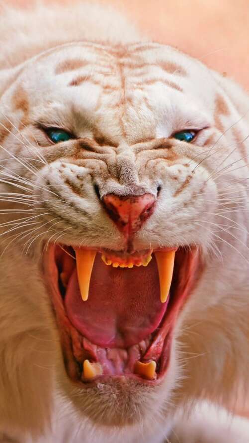 Close-up of a roaring white tiger with piercing blue eyes and dark stripes Apple iPhone SE 2022 free hd wallpapers