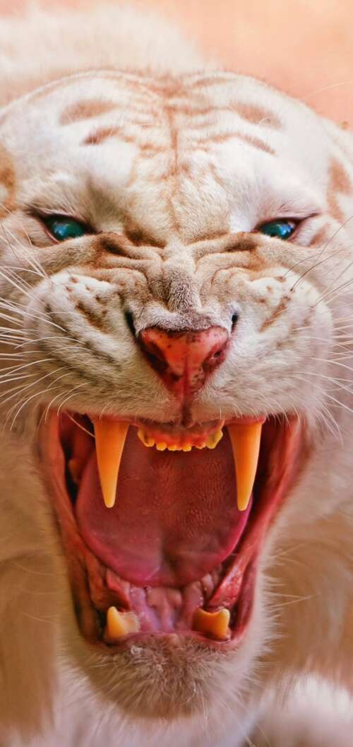 Close-up of a roaring white tiger with piercing blue eyes and dark stripes Oppo A6