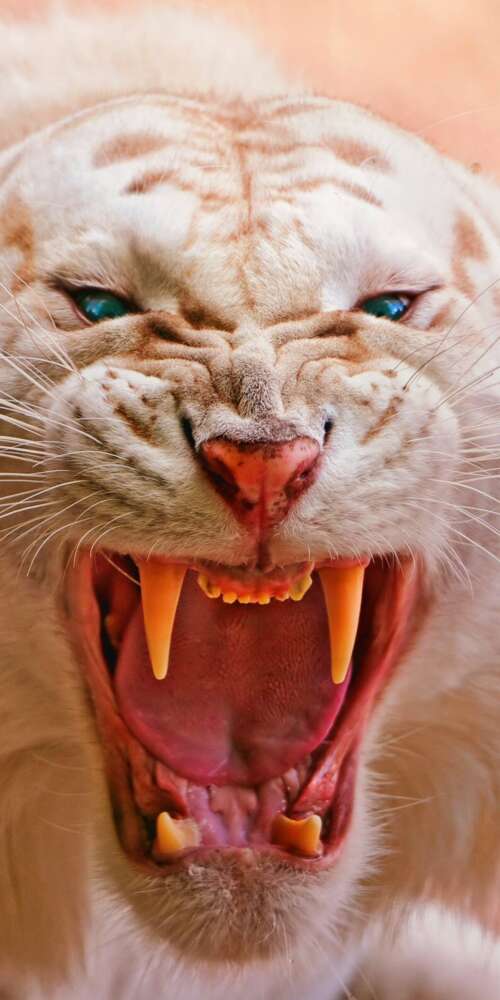 Close-up of a roaring white tiger with piercing blue eyes and dark stripes Doogee Fire 3 Ultra wallpapers for android