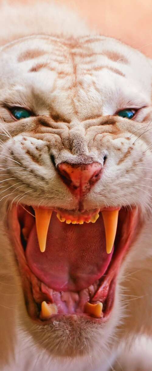 Close-up of a roaring white tiger with piercing blue eyes and dark stripes Samsung Galaxy Z Flip7 FE download free wallpaper for phone