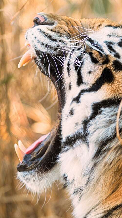A close-up shot of a Siberian tiger roaring with its mouth wide open. wallpaper
