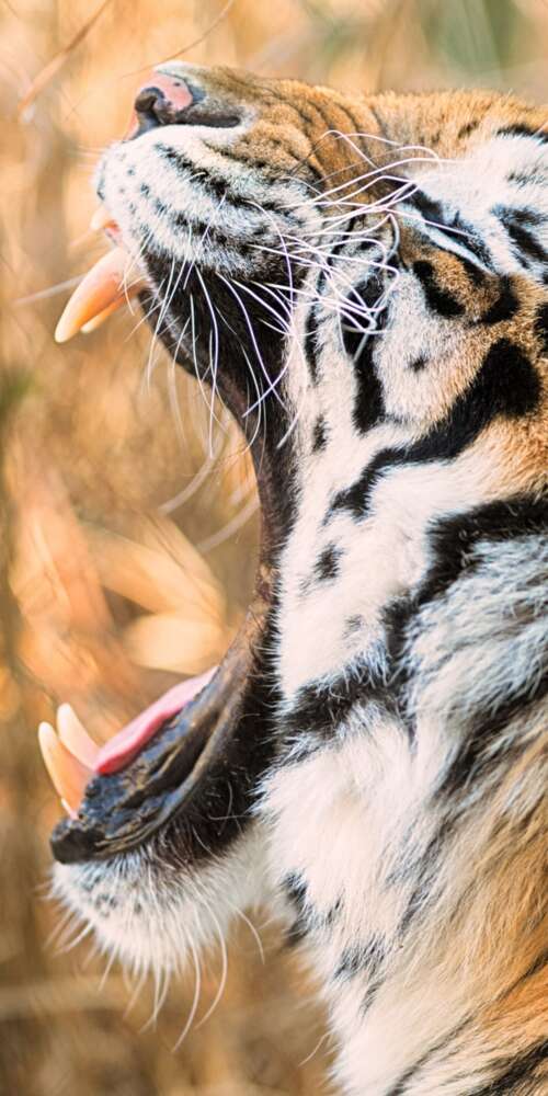 A close-up shot of a Siberian tiger roaring with its mouth wide open. Ulefone Rugking 2 Pro background images hd