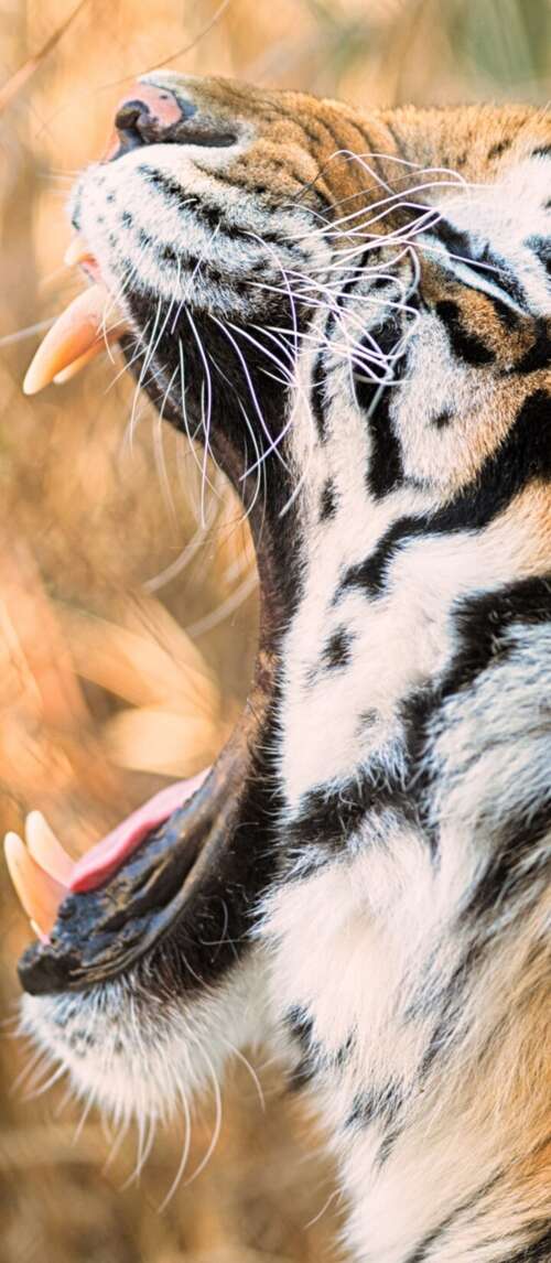 A close-up shot of a Siberian tiger roaring with its mouth wide open. Xiaomi Redmi 14C 5G free wallpaper