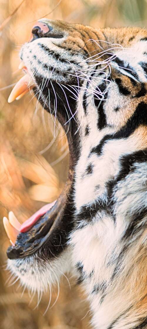 A close-up shot of a Siberian tiger roaring with its mouth wide open. Oukitel C65 wallpaper photo gallery download