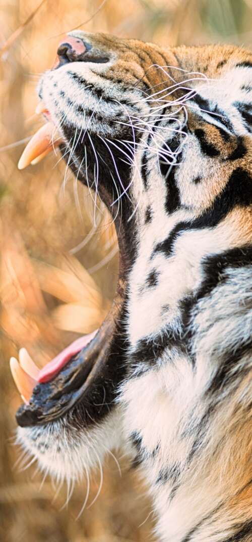 A close-up shot of a Siberian tiger roaring with its mouth wide open. Samsung Galaxy S26 Ultra high definition wallpaper