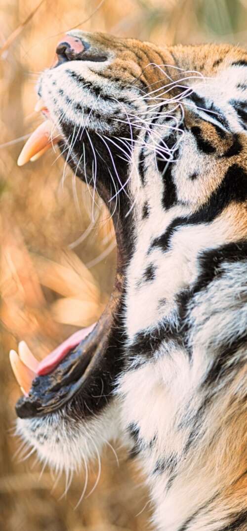 A close-up shot of a Siberian tiger roaring with its mouth wide open. UmiDigi Umidigi X wallpaper images
