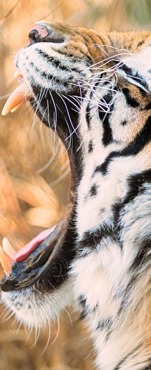 A close-up shot of a Siberian tiger roaring with its mouth wide open. Samsung Galaxy Z Flip7 FE hd background