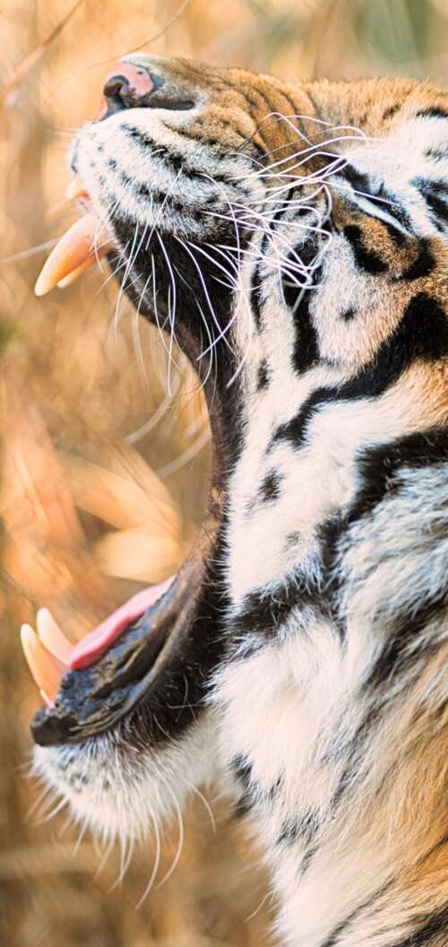 A close-up shot of a Siberian tiger roaring with its mouth wide open. Oppo A6 wallpaper photo gallery download