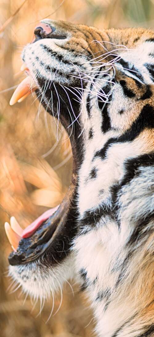 A close-up shot of a Siberian tiger roaring with its mouth wide open. Oppo A6 GT free wallpaper