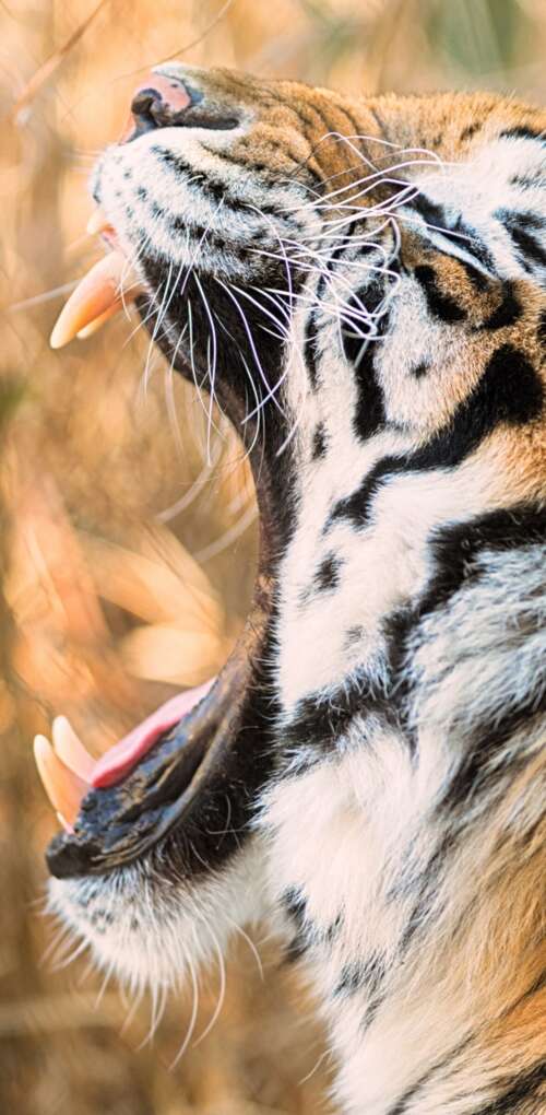 A close-up shot of a Siberian tiger roaring with its mouth wide open. Huawei Mate 30 Pro wallpaper images
