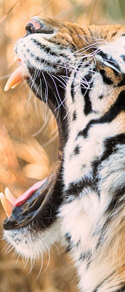 A close-up shot of a Siberian tiger roaring with its mouth wide open. nubia Flip 3 download free wallpaper for phone